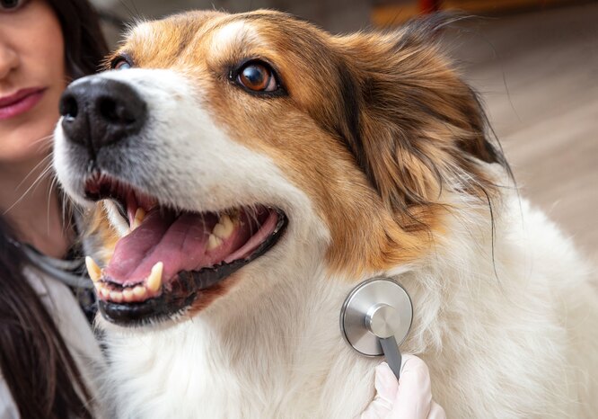 На що звернути увагу при виборі ветеринара