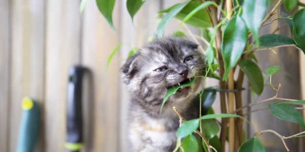 Небезпечні для кішок кімнатні рослини