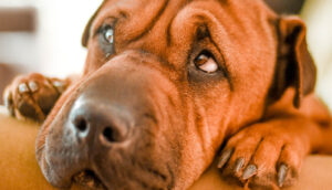 «Отруєна» команда.