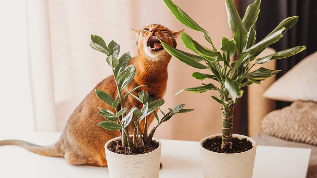 Отруйні рослини та квіти для кішок / котів / кошенят.