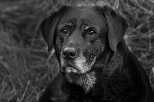 Старий собака: зміни в організмі.