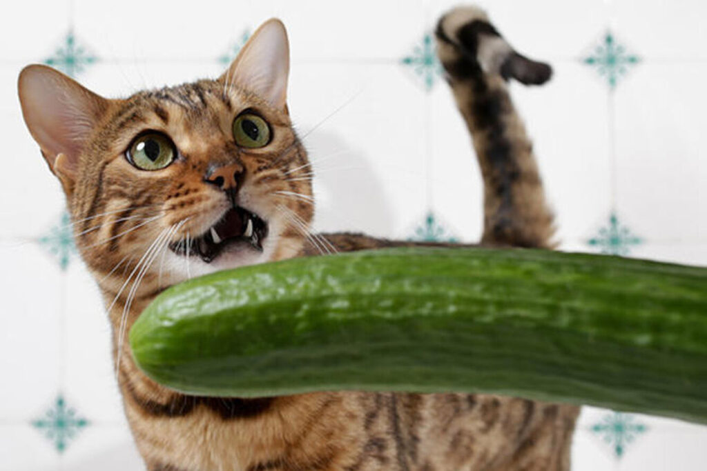 Страшні огірки: чому котики їх бояться і чи варто сміятися з цього?