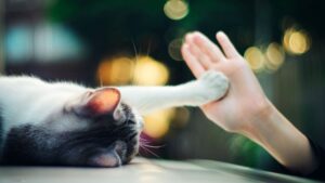 Як дресирувати кішку / кота?