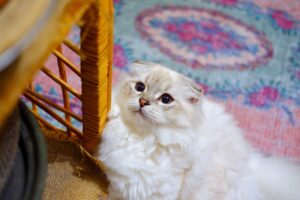 Як усунути запах сечі з килима в домашніх умовах?