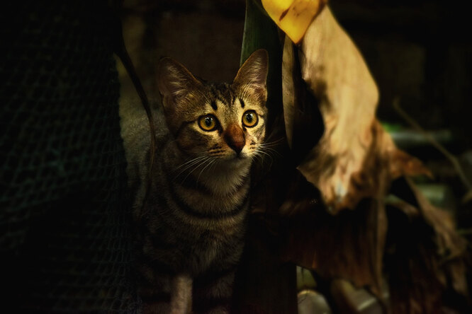 Загадковий тапетум