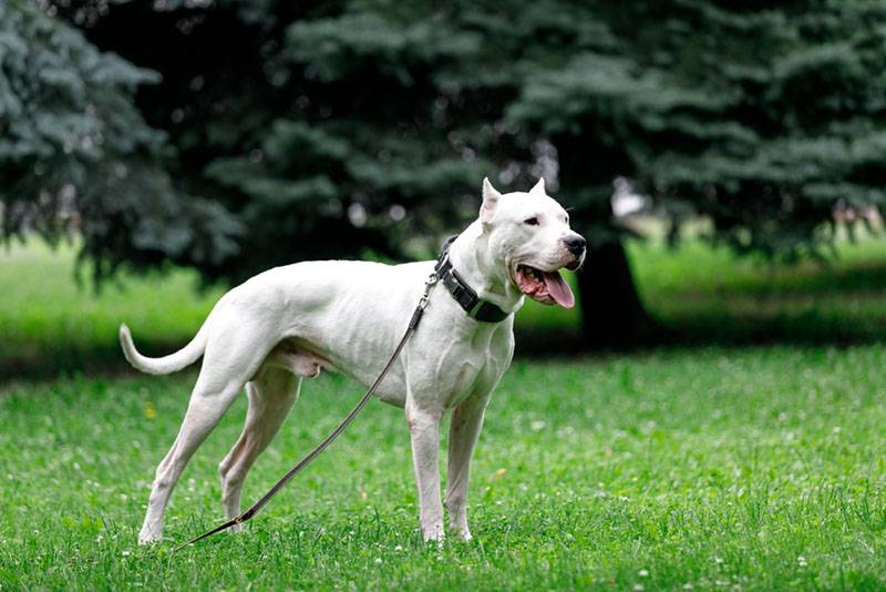 Аргентинський дог