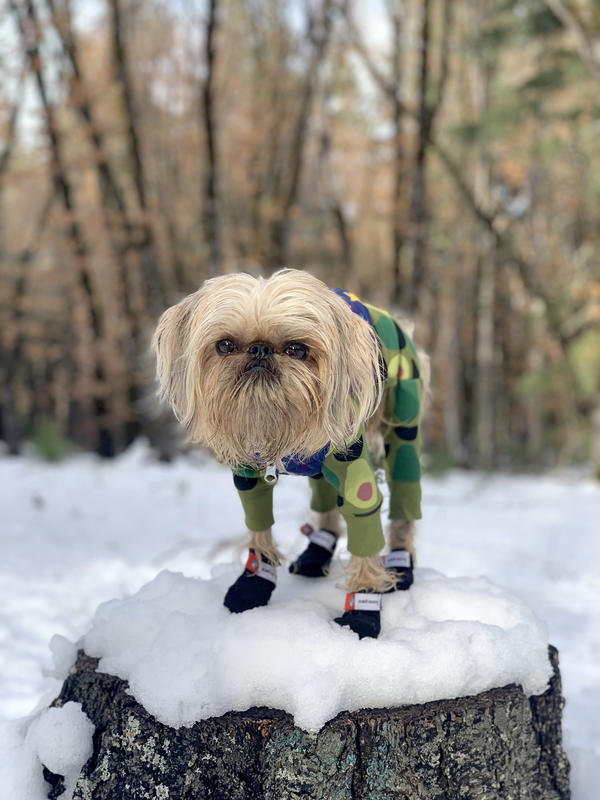 Бельгійський гриффон, брюссельський гриффон, пті-брабансон