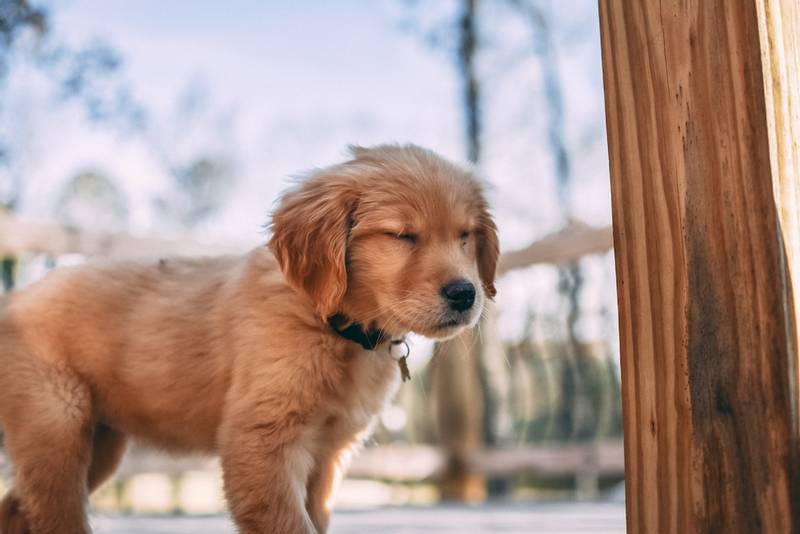 Безпритульне цуценятко