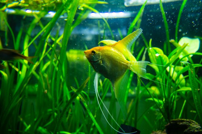 Білкові речовини