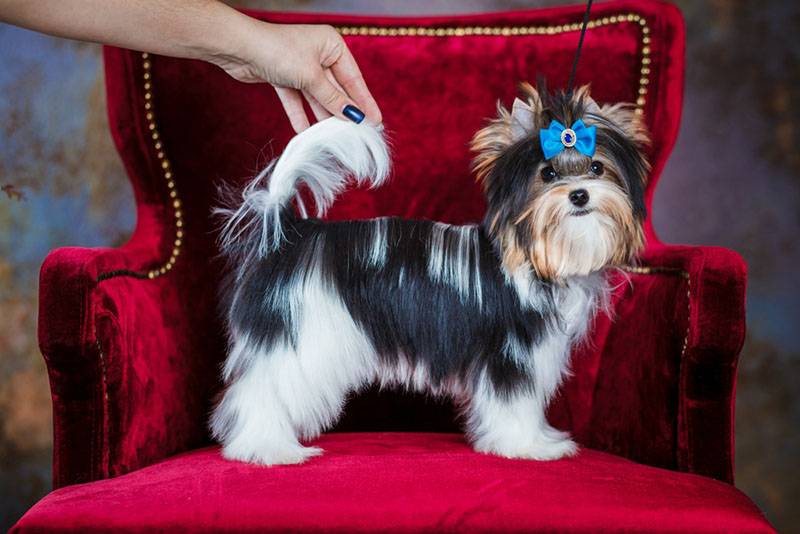 Бівер-йоркширський тер'єр