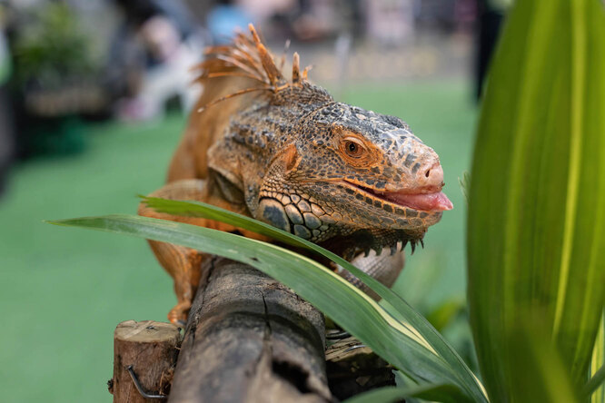 Черепахи, змії, ігуани, жаби та інші рептилії та амфібії