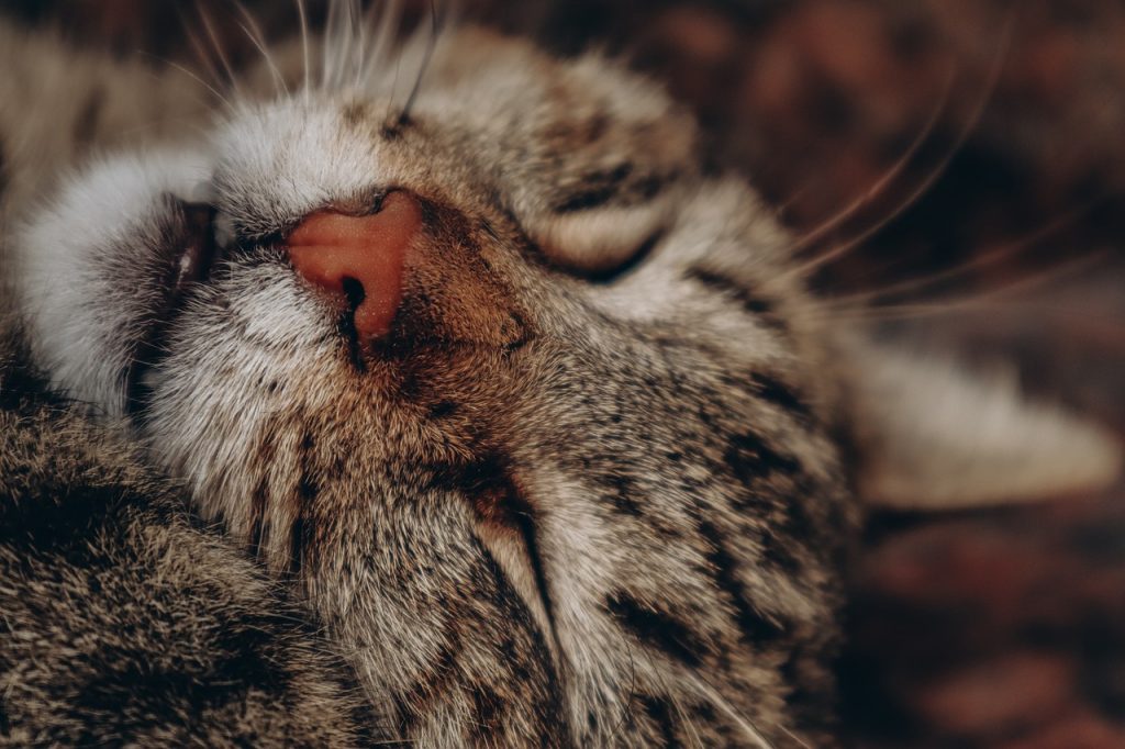 Чому кішка / кіт хропе?