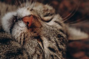 Чому кішка / кіт хропе?