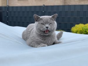 Чому кішка / кіт нявкає без причини?