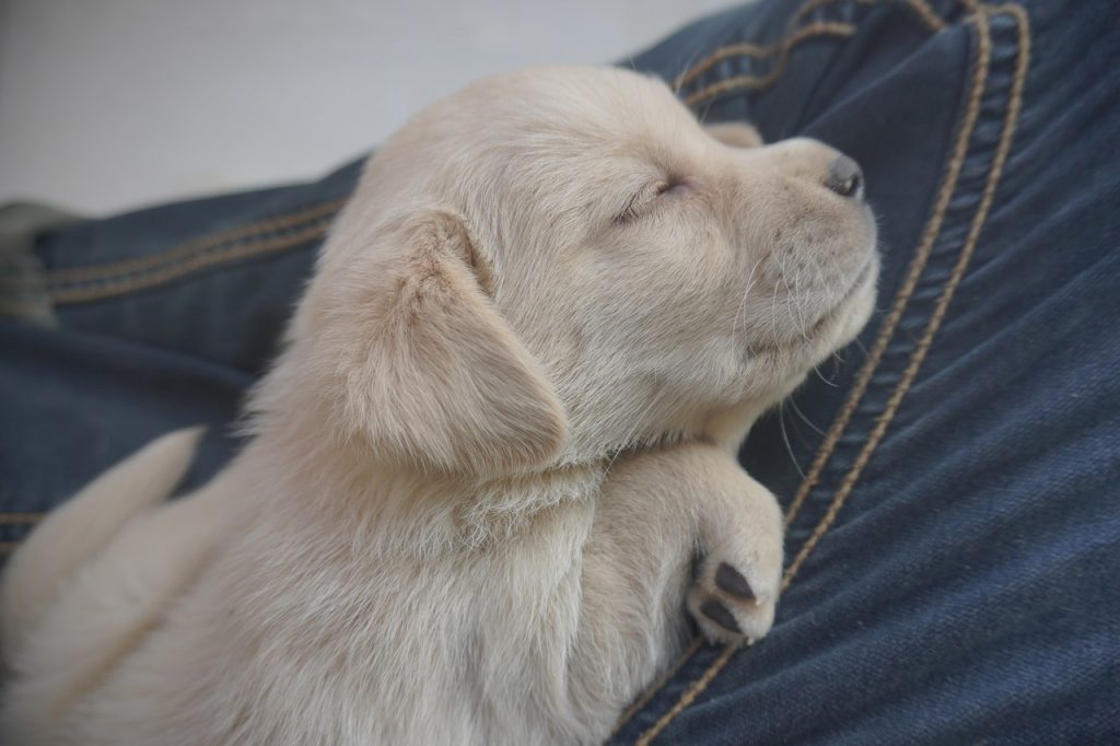 Чому собака пісяється, коли я беру його / її на руки?