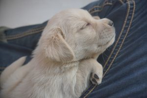 Чому собака пісяється, коли я беру його / її на руки?