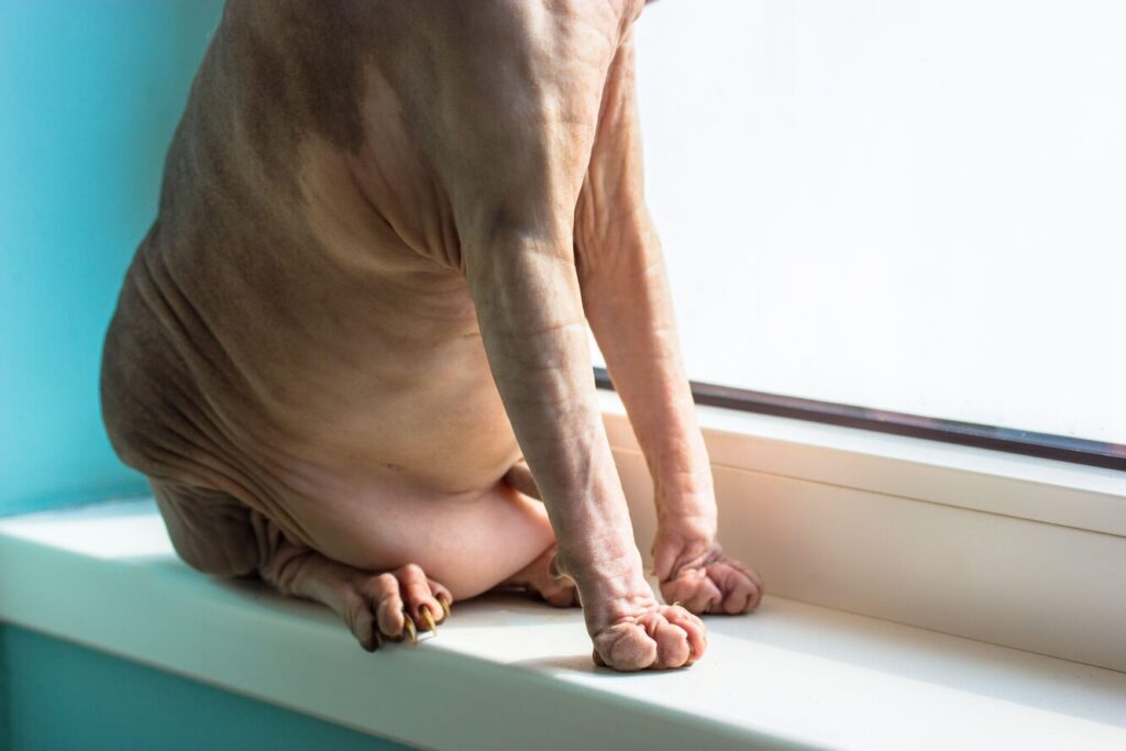 Чому у кішки висить живіт: чи варто турбуватися про котяче здоров'я?