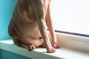 Чому у кішки висить живіт: чи варто турбуватися про котяче здоров’я?