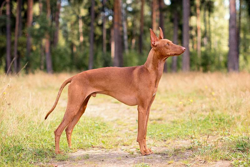 Чирнеко дель Етна