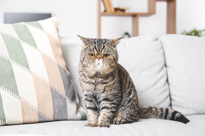 Gato exótico
