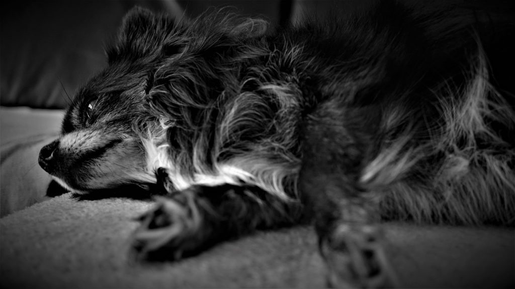 Епілепсія у собак.