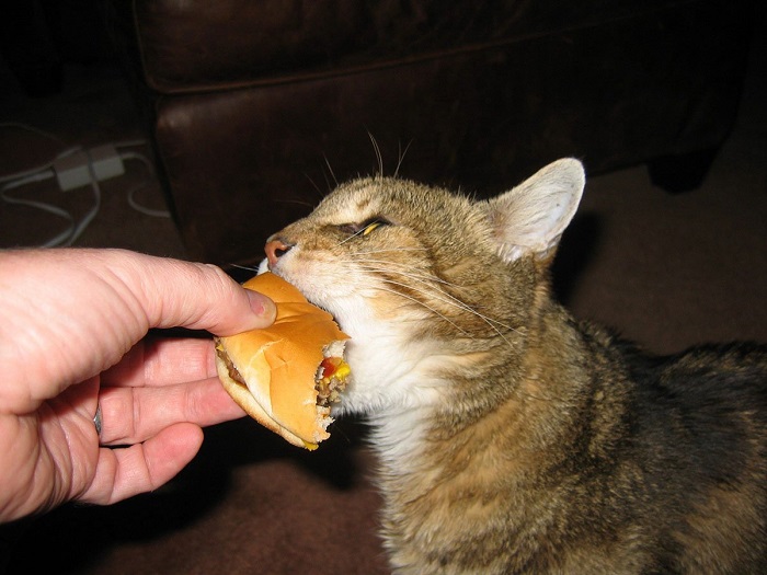 A comida rápida é moito máis prexudicial para os gatos que para os humanos