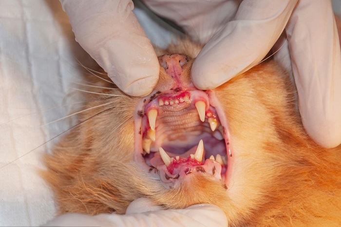 Фото стоматиту у кішки