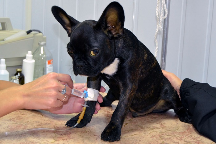 Французький бульдог хворіє на піроплазмоз