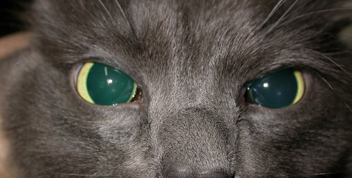 Глаукома у кішки