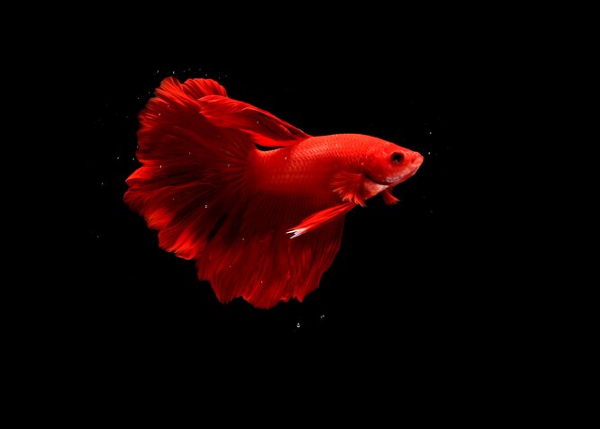 Гнізда з бульбашок