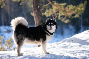 Інсульт у собак.