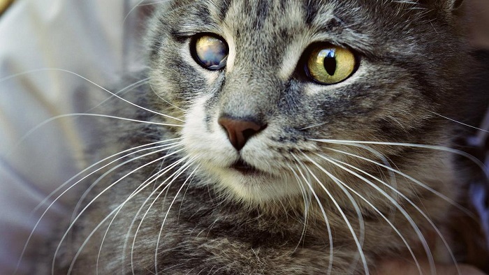 Кератит у кішки