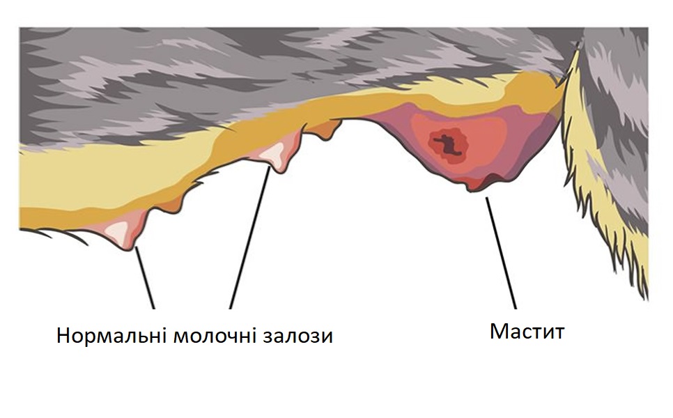 Класифікація маститу