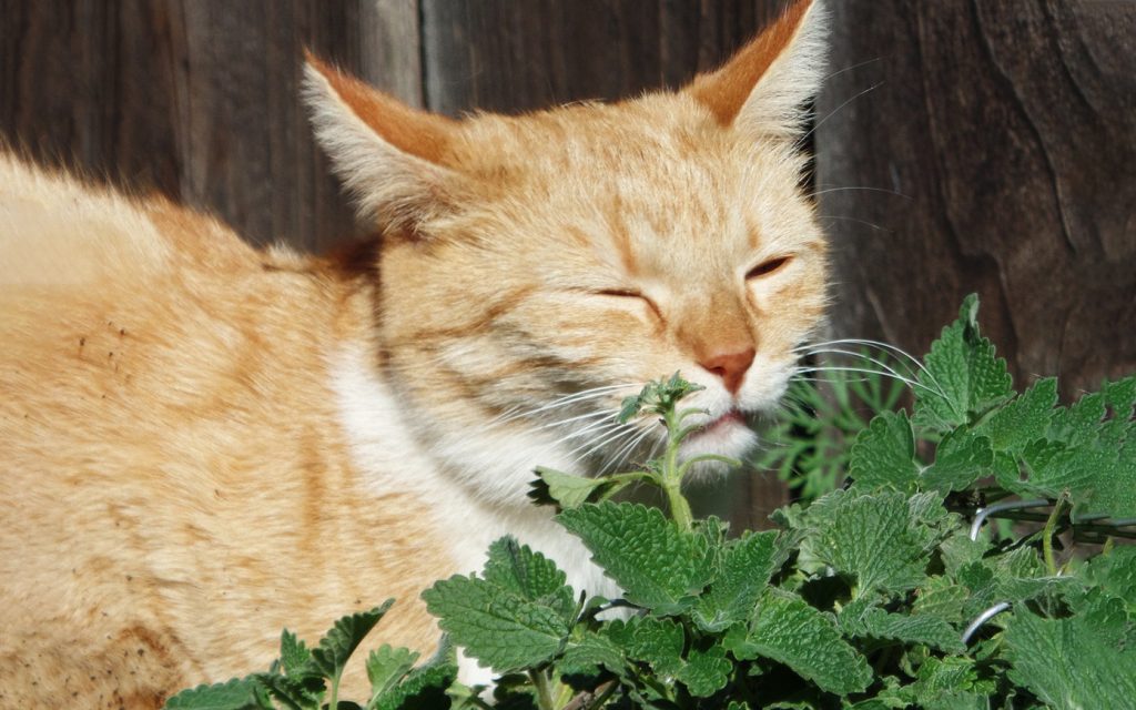 Котяча м'ята.