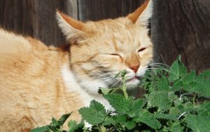 Котяча м’ята.