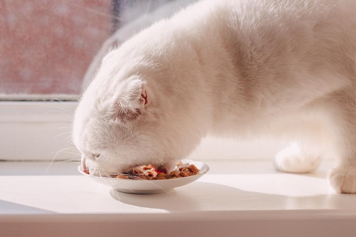 O gato absorbe a comida con avidez e rapidamente, isto tamén é malo
