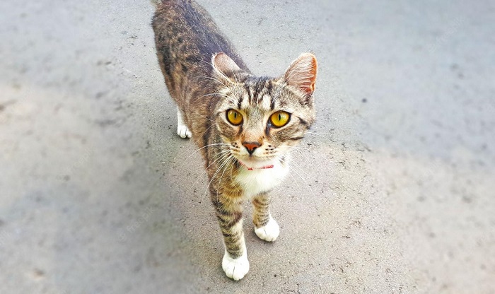 Крайня худорлявість