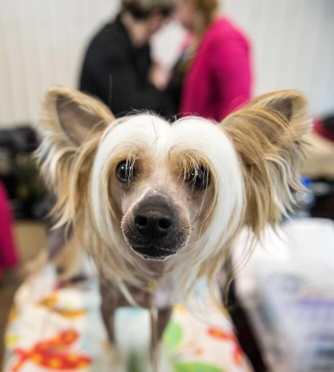 Китайська чубата / Китайський чубатий собака