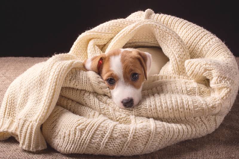 Лікування проносу у цуценят