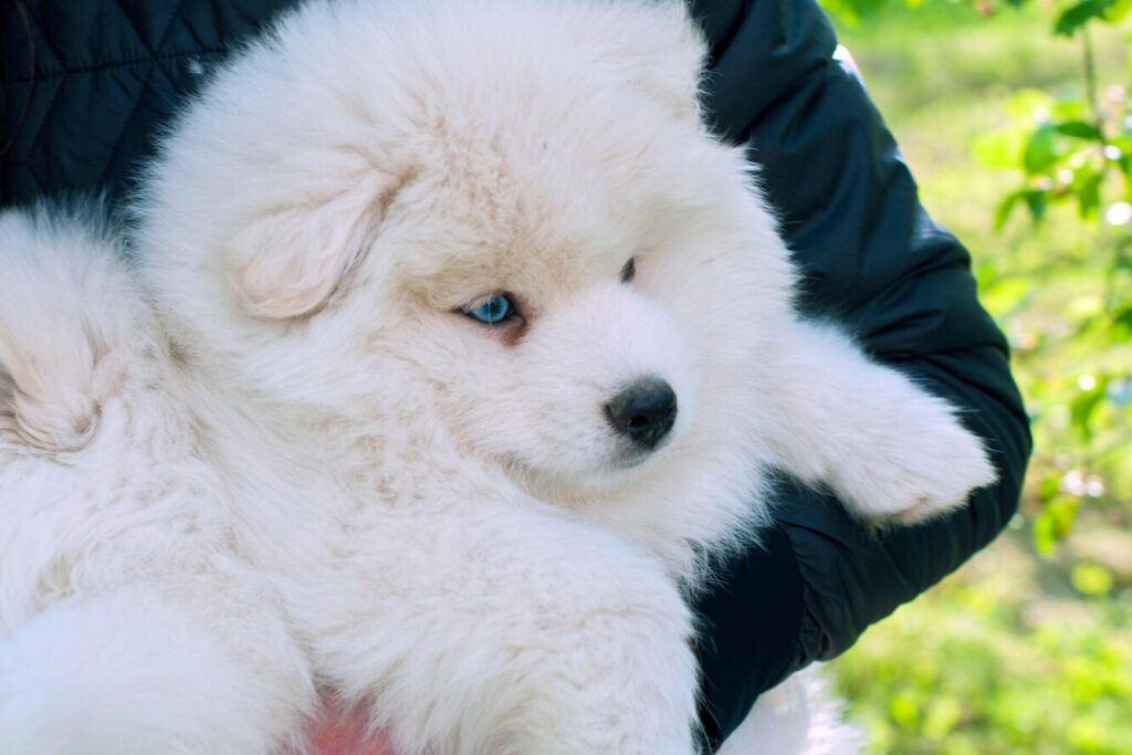 Мама хаскі, тато – померанський шпіц. 9 фактів, які треба знати про породу помську.