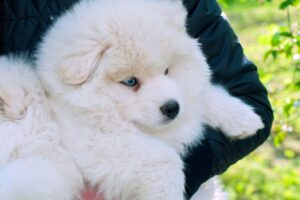 Мама хаскі, тато – померанський шпіц. 9 фактів, які треба знати про породу помську.