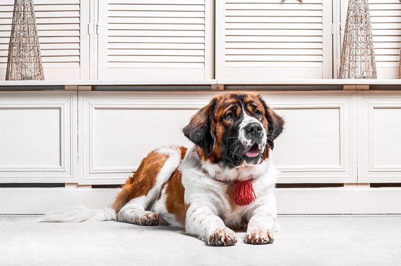 Московська сторожова