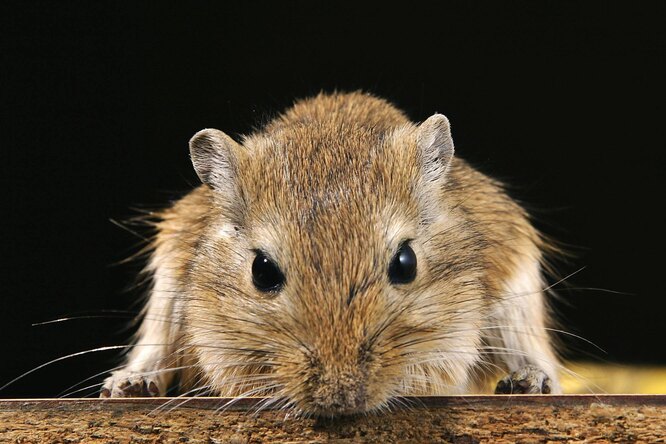 Миші, піщанки, шиншили, хом'яки