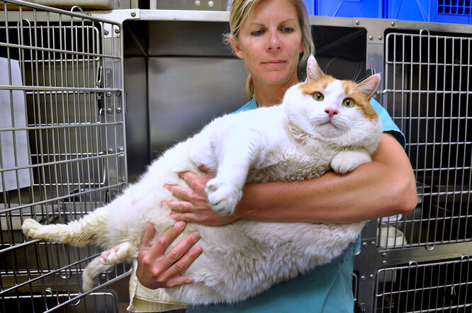 Навіщо кішці примордіальний мішок?