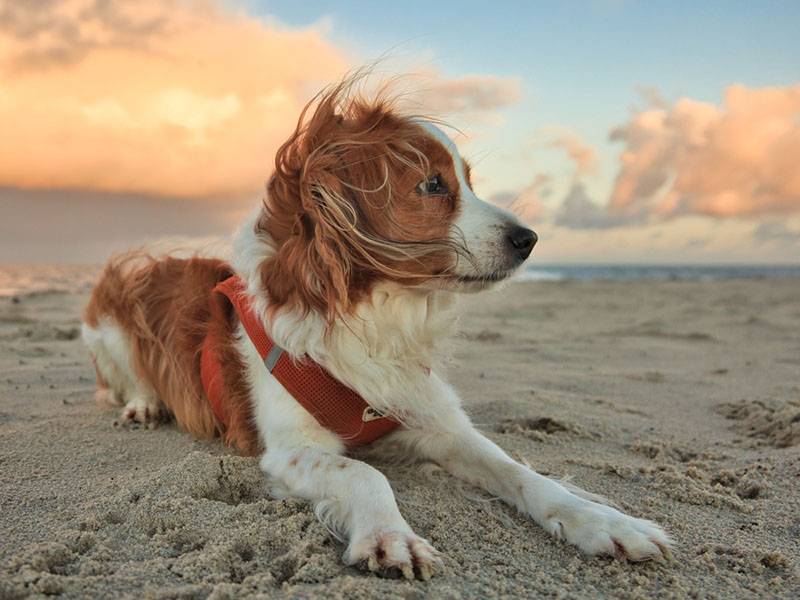 Нідерландський коікерхондьє