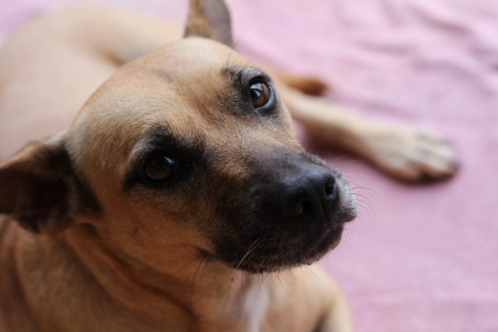 Нормальна температура у собак.