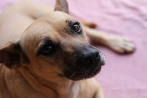 Нормальна температура у собак.