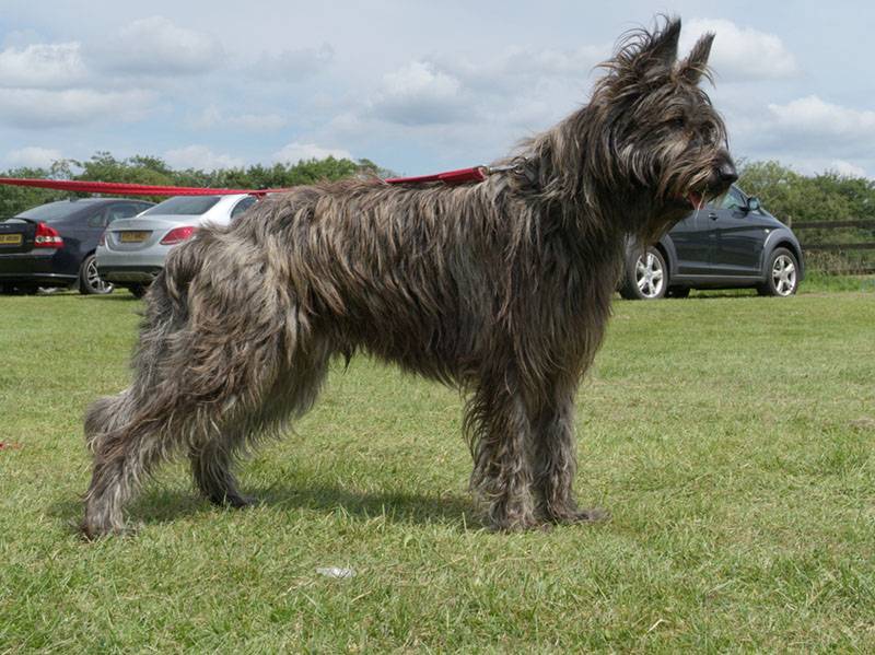 Пікардійська вівчарка