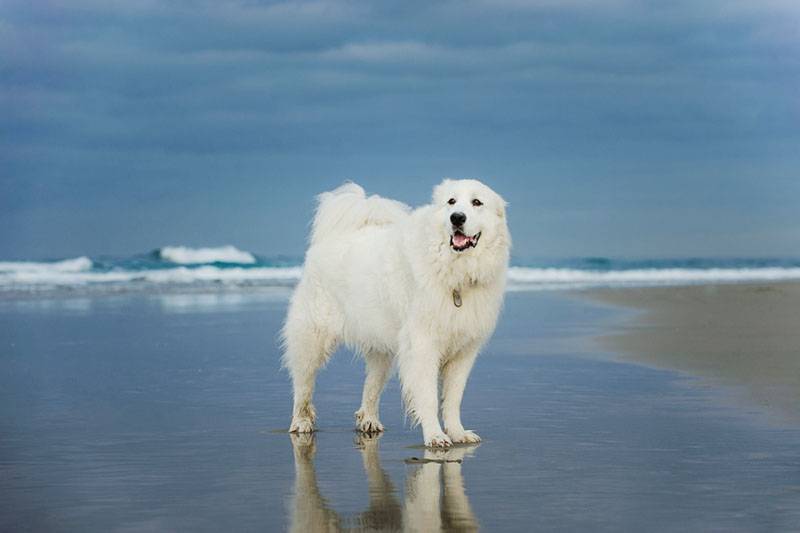 Піренейський гірський собака