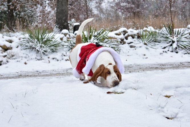 Басет-гаунд